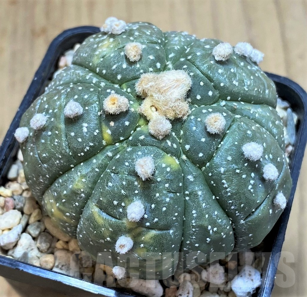 SH1980 Astrophytum asterias ‘Kikko’ f. variegata 5-ribs, seedling