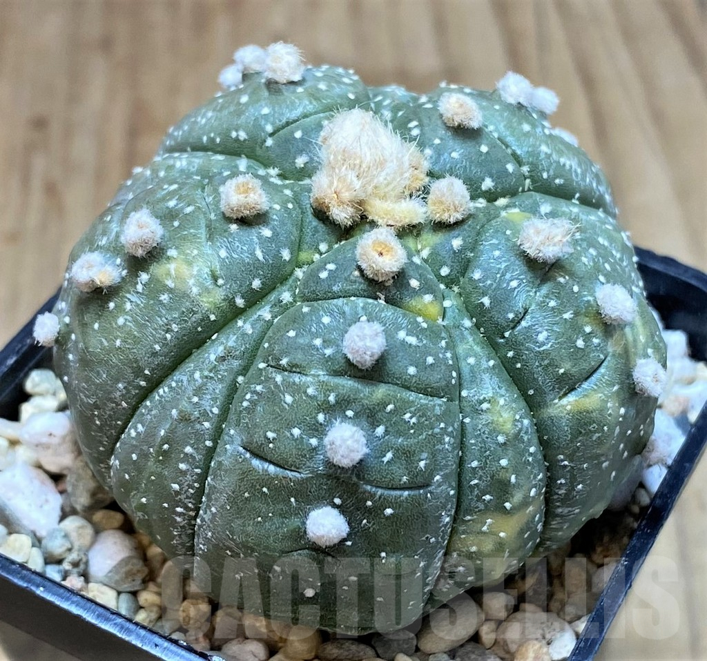 SH1980 Astrophytum asterias ‘Kikko’ f. variegata 5-ribs, seedling - Image 2