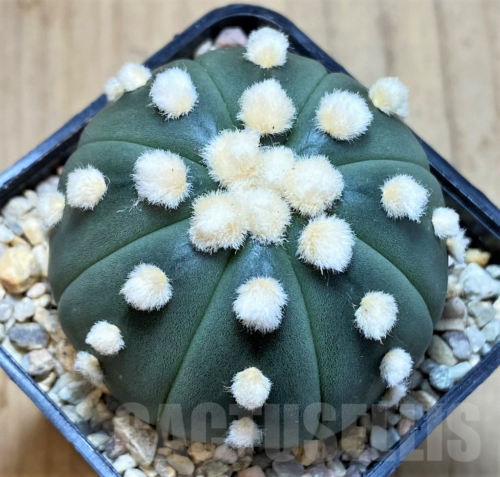 SH1981 Astrophytum asterias 'Ooibo', seedling