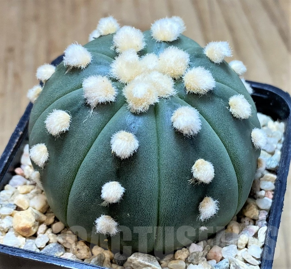 SH1981 Astrophytum asterias 'Ooibo', seedling - Image 2