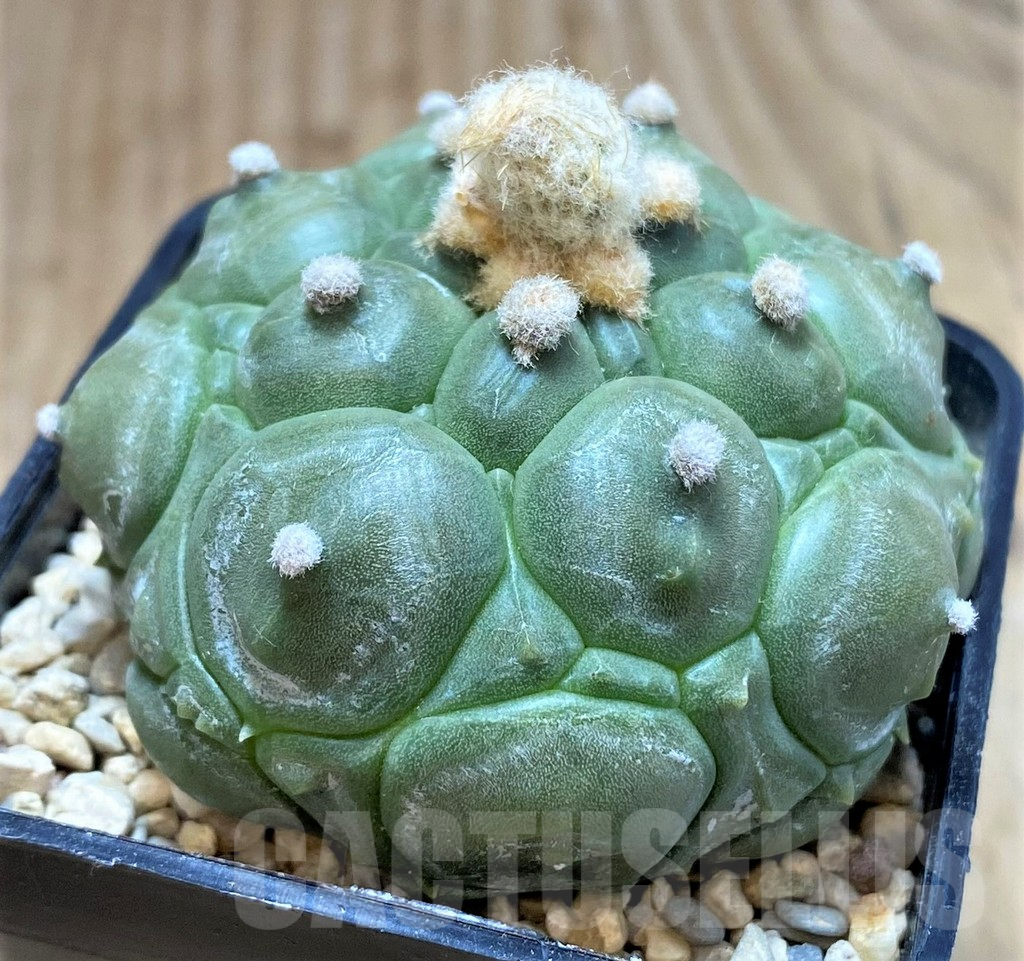 SH1973 Astrophytum asterias 'Kikko', seedling - Image 2