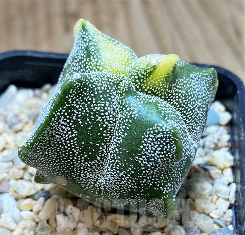SH1983 Astrophytum myriostigma 'Kikko' f. variegata, seedling - Imagen 2