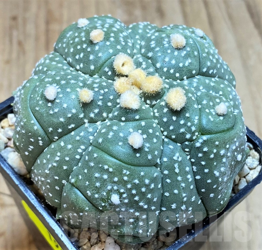 SH1984 Astrophytum asterias ‘Kikko’ 5-ribs, seedling