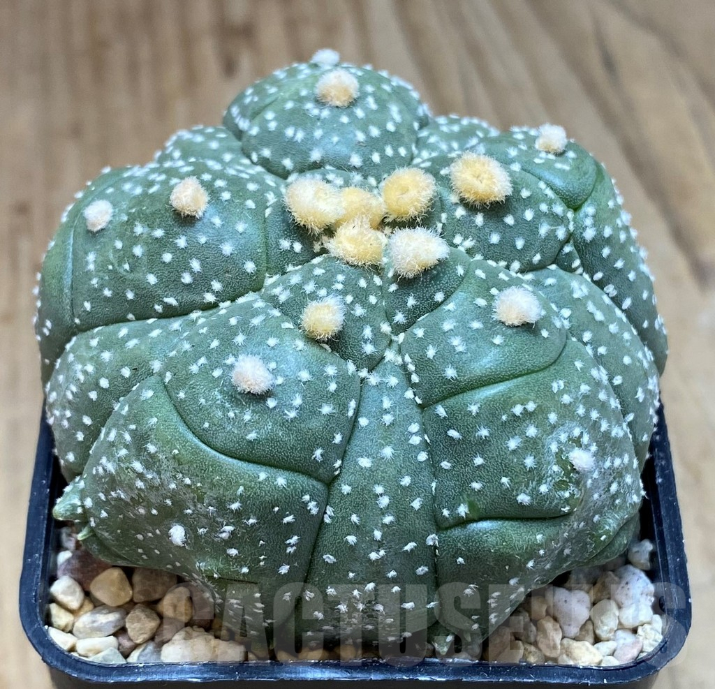 SH1984 Astrophytum asterias ‘Kikko’ 5-ribs, seedling - Imagen 2