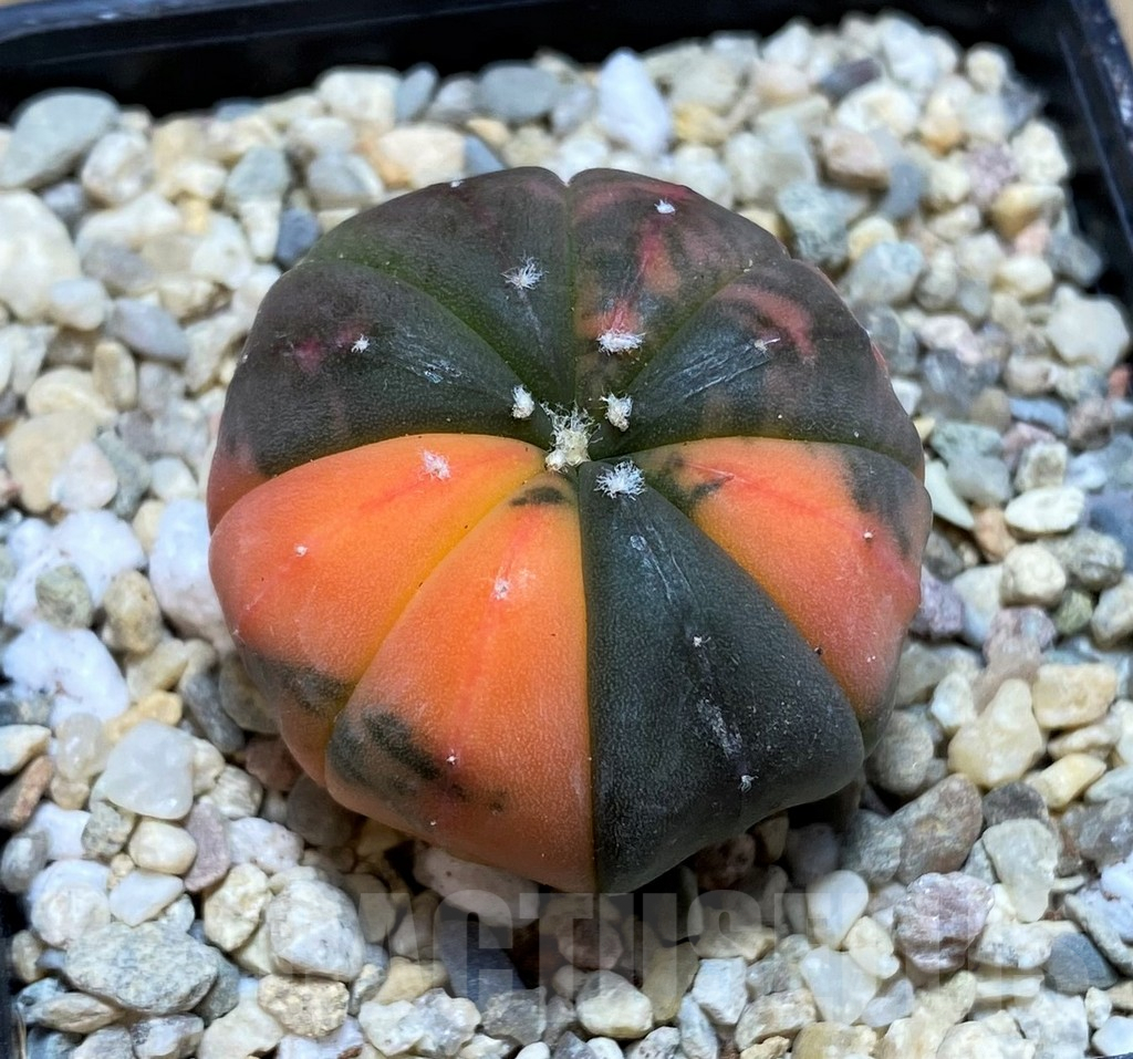 SH1986 Astrophytum asterias 'Purple Skin Red', seedling