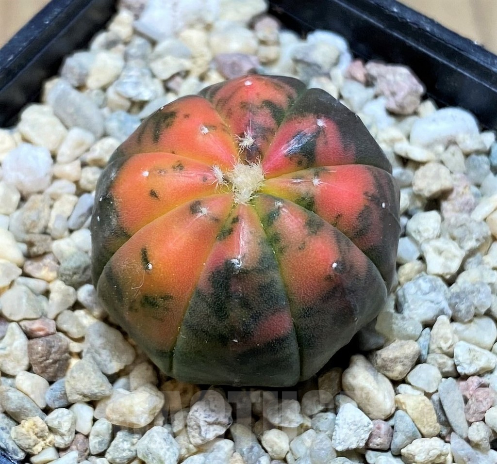 SH1988 Astrophytum asterias 'Purple Skin Red', seedling