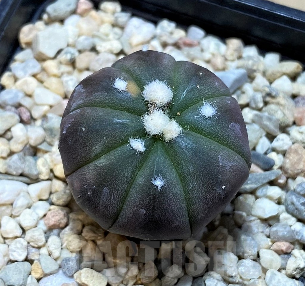SH1990 Astrophytum asterias 'Purple Skin', seedling