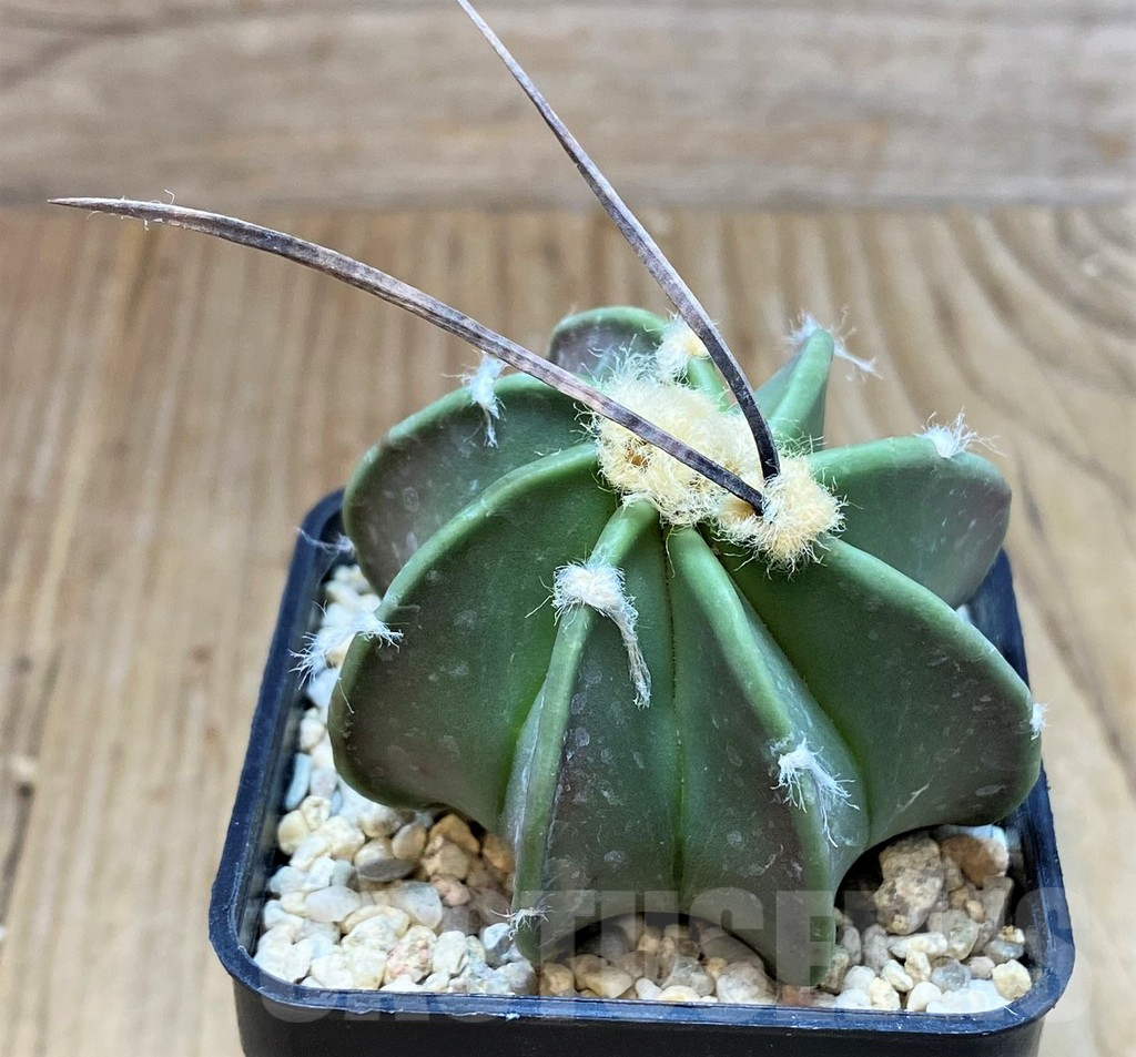SH1991 Astrophytum crassispinum, seedling - 画像 (2)