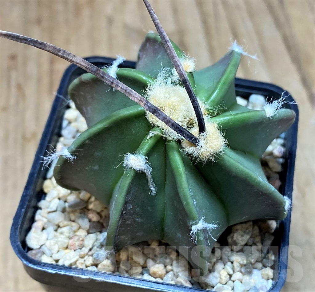 SH1991 Astrophytum crassispinum, seedling