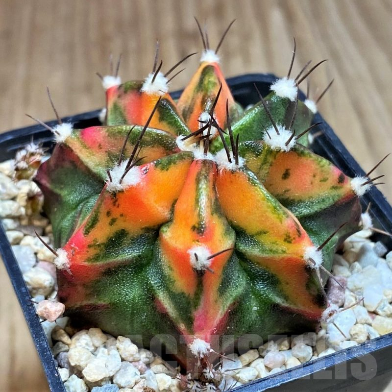 SH1994 Gymnocalycium mihanovichii f. variegata, seedling
