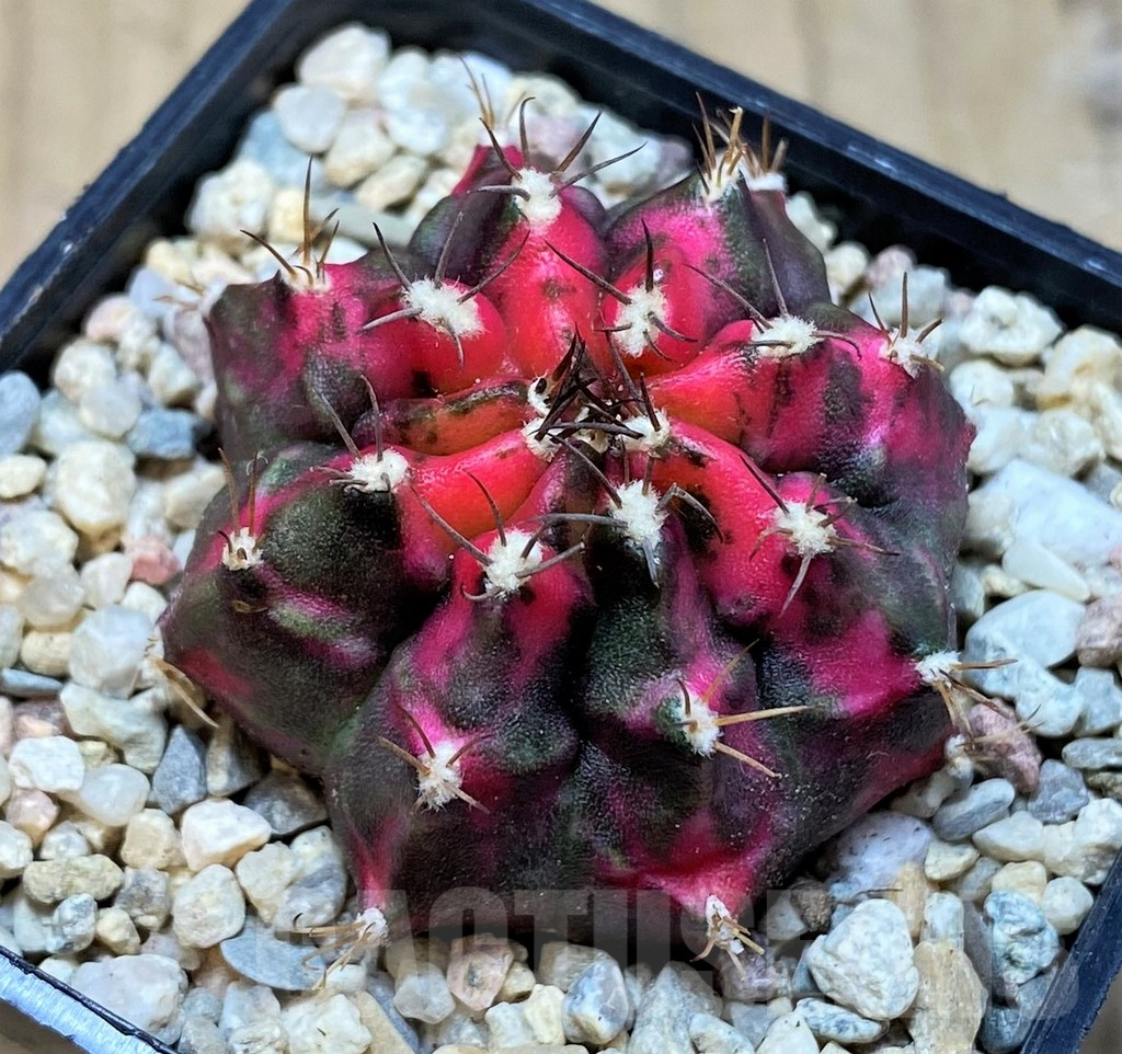 SH1997 Gymnocalycium mihanovichii 'Sub Mongkol'