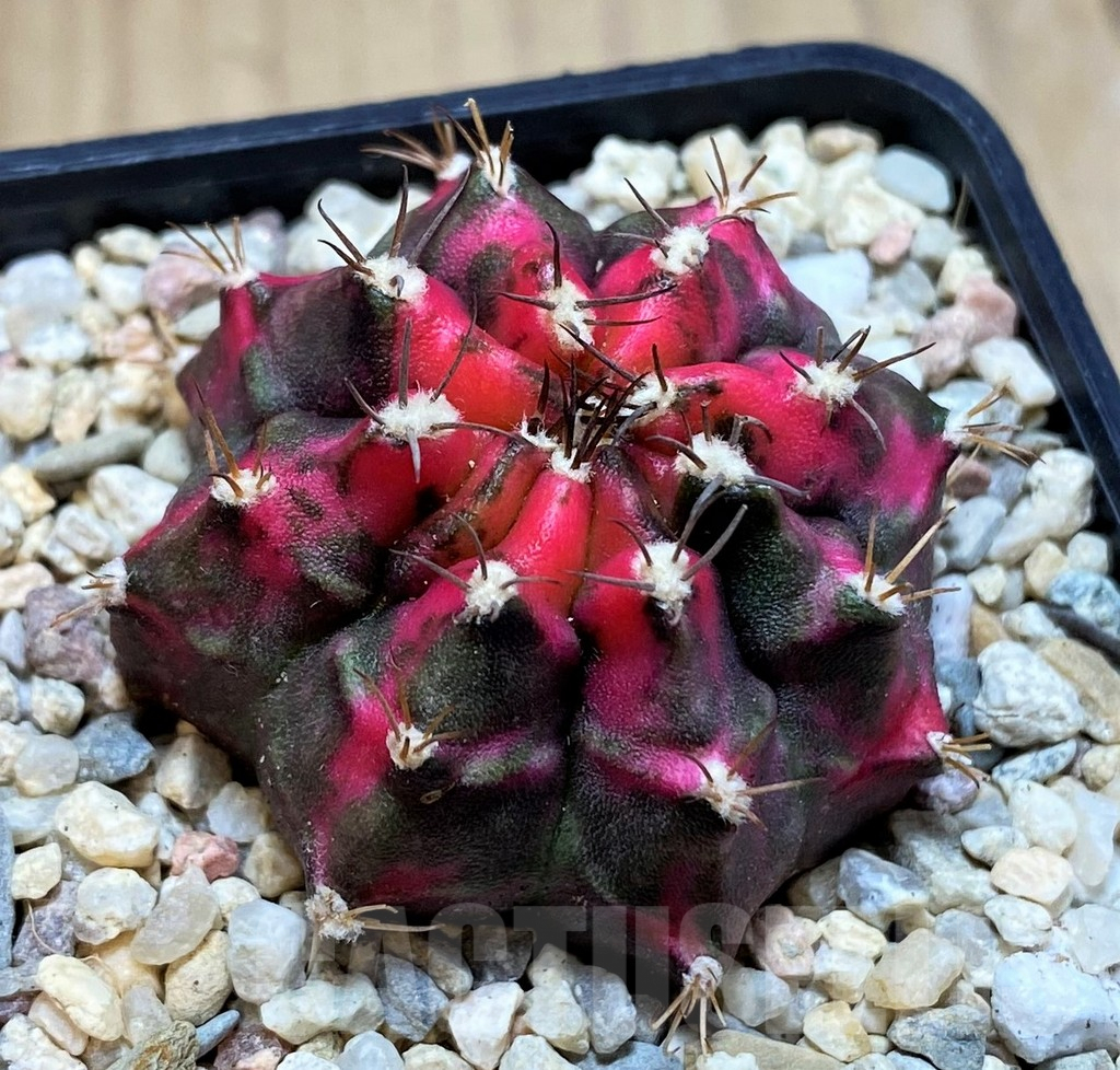 SH1997 Gymnocalycium mihanovichii 'Sub Mongkol' - Зображення 2