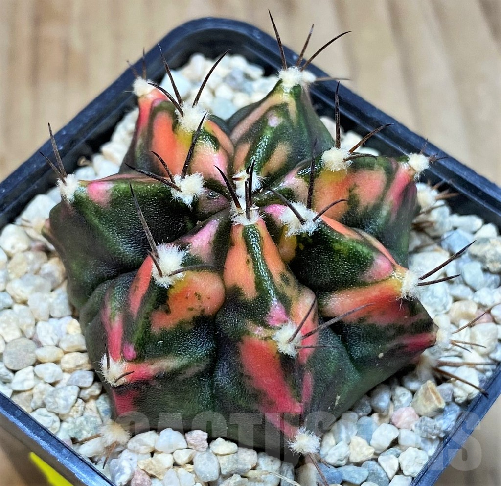 SH1998 Gymnocalycium mihanovichii f. variegata, seedling - Obrázek 2