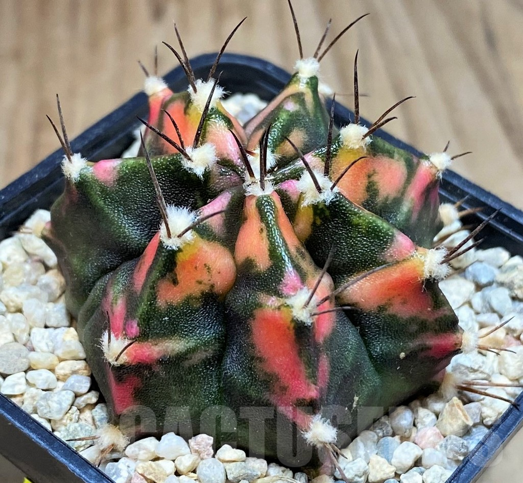 SH1998 Gymnocalycium mihanovichii f. variegata, seedling