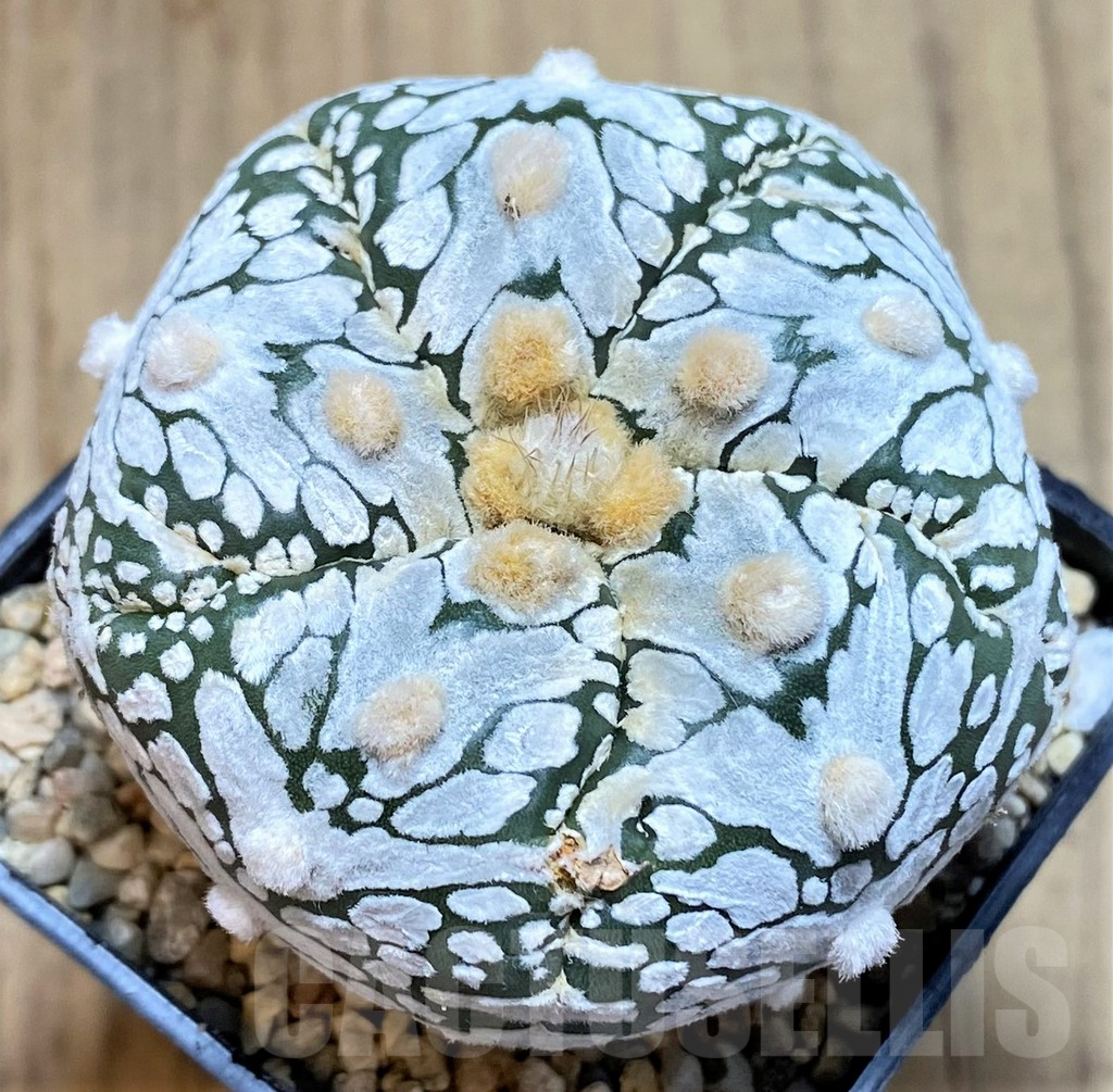 SH1975 Astrophytum asterias 'Super Kabuto' V-type 5-ribs, seedling