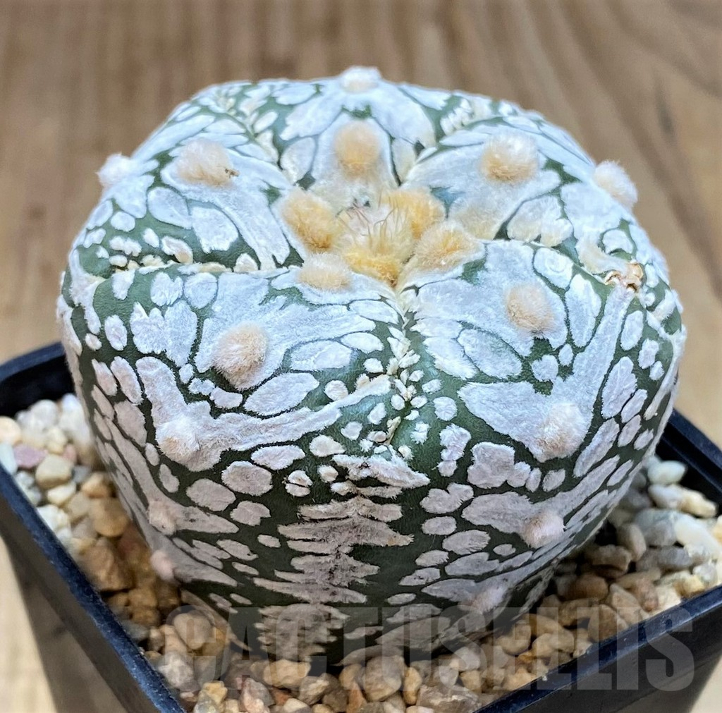SH1975 Astrophytum asterias 'Super Kabuto' V-type 5-ribs, seedling - Image 2