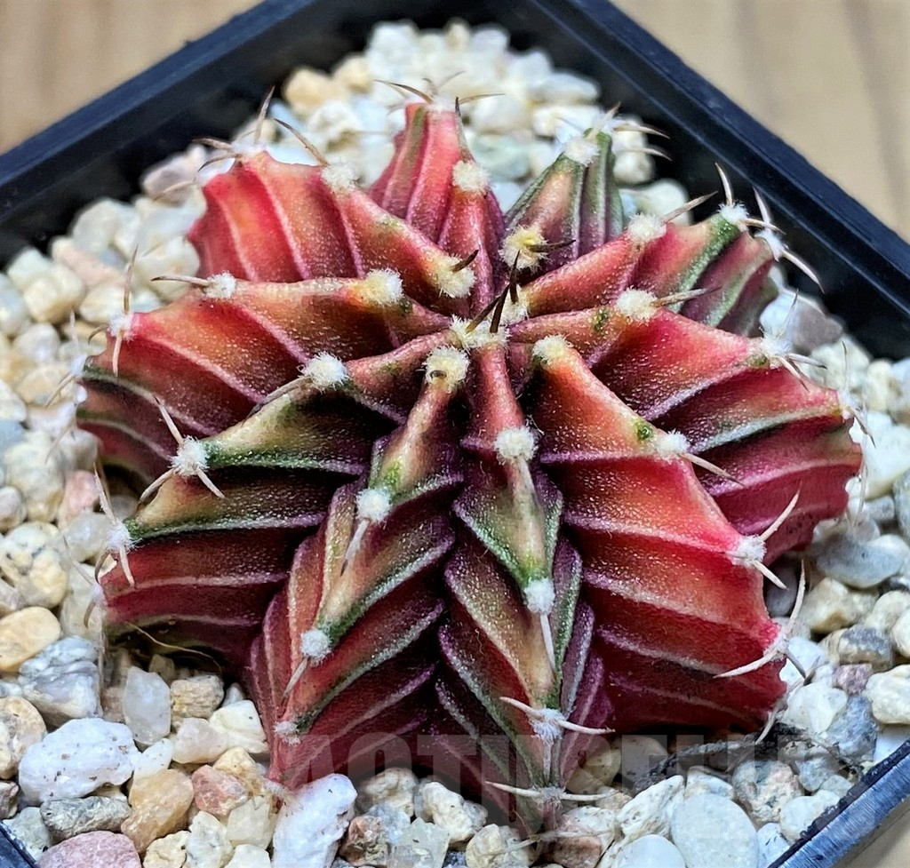 SH2005 Gymnocalycium friedrichii f. variegata, seedling