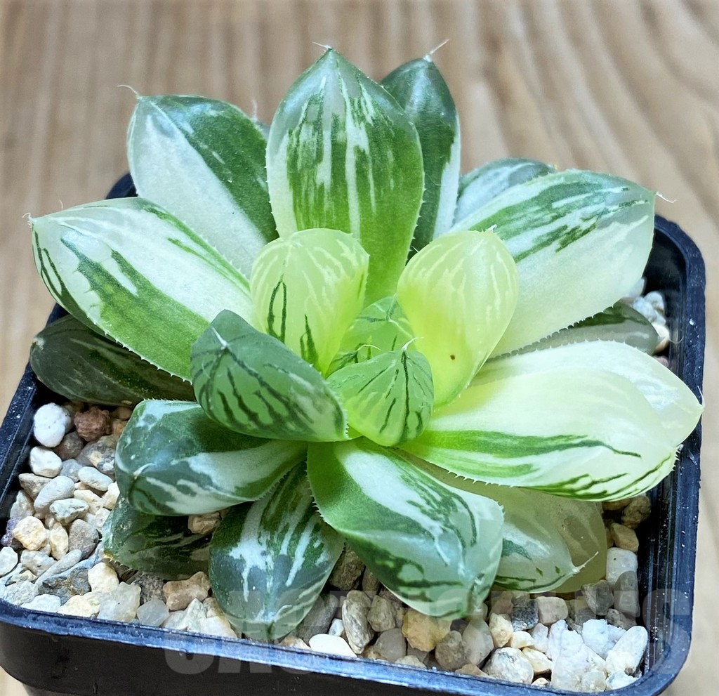 SH2099 Haworthia obtusa ‘Marin’ f. variegata - immagine 2