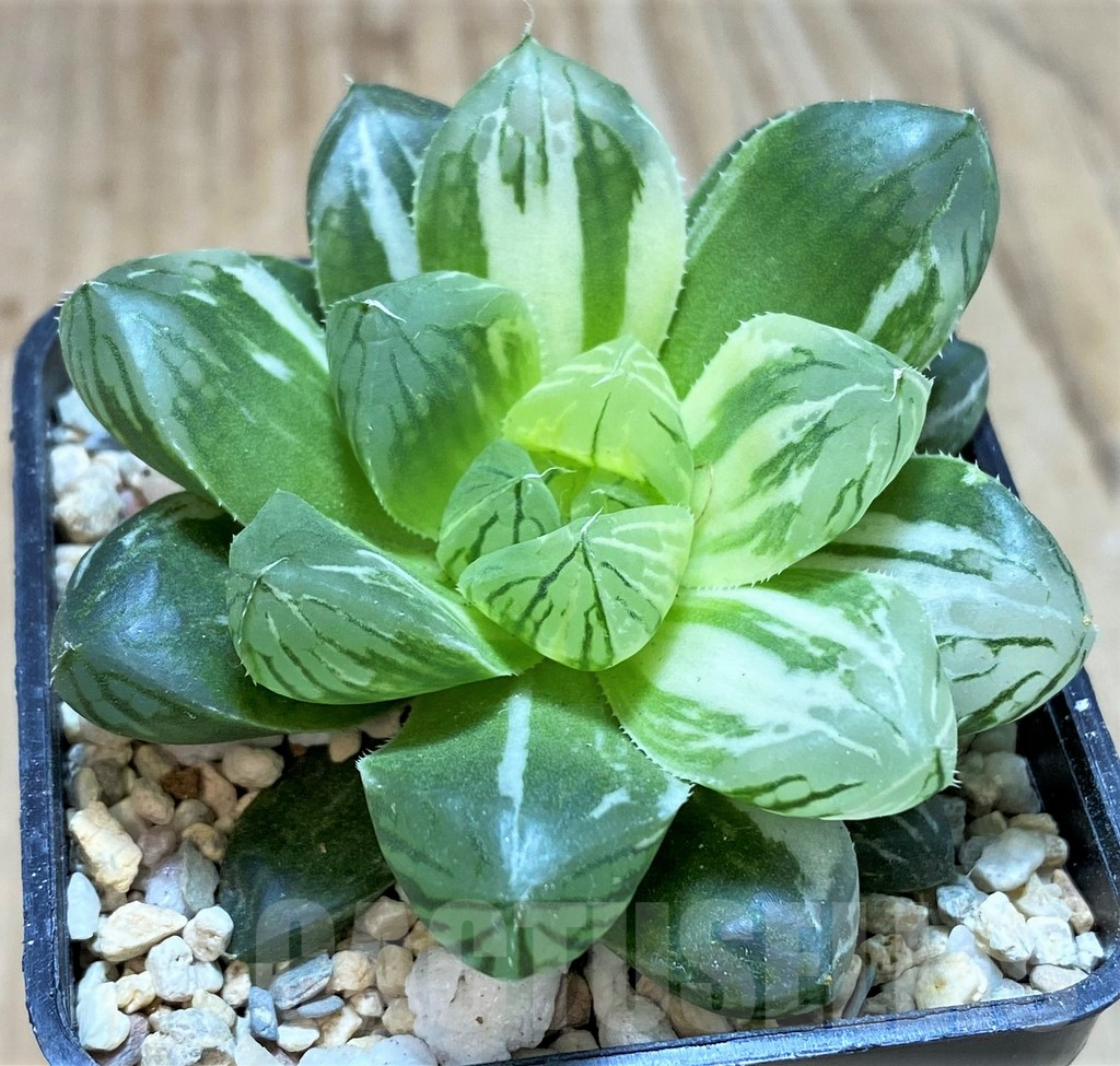 SH2100 Haworthia obtusa ‘Marin’ f. variegata - immagine 2