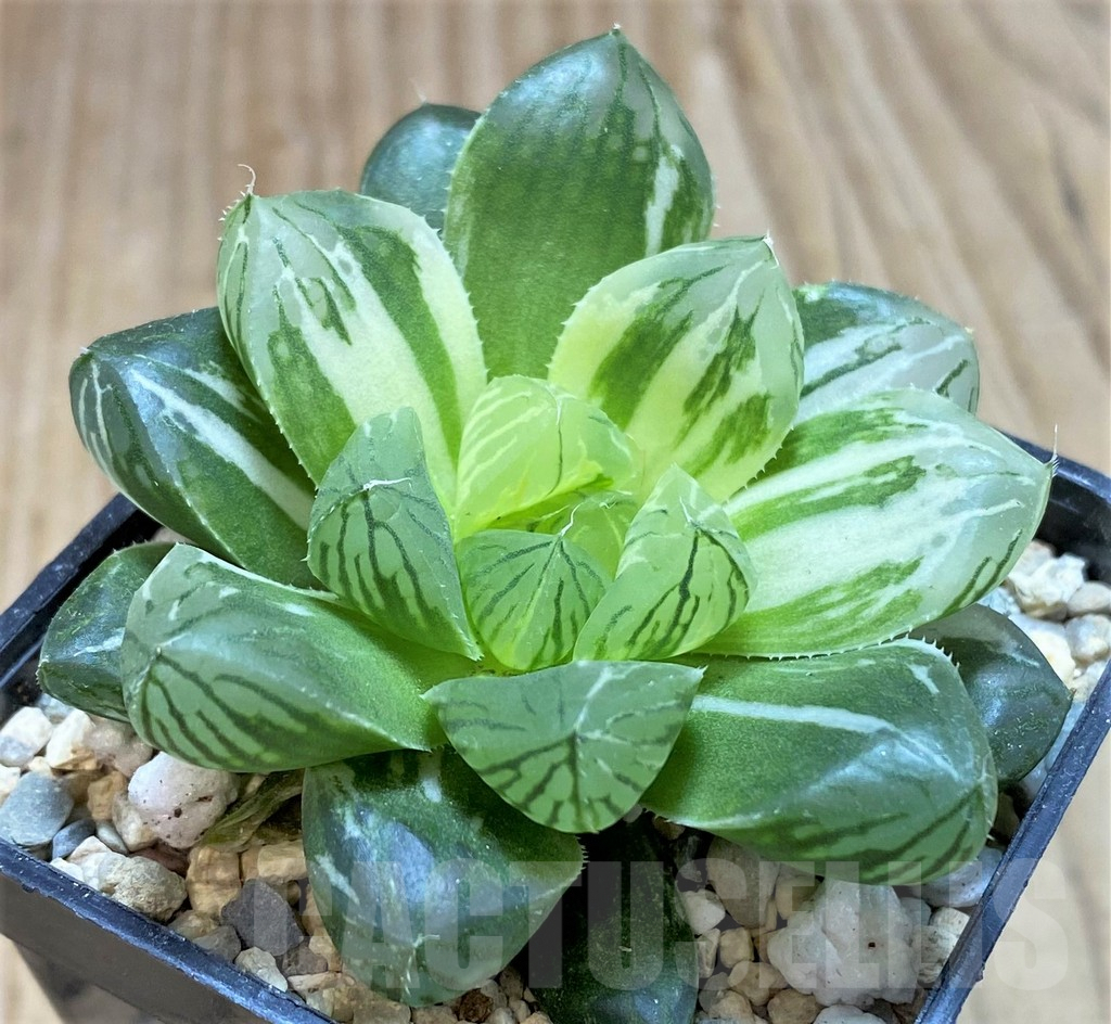 SH2100 Haworthia obtusa ‘Marin’ f. variegata