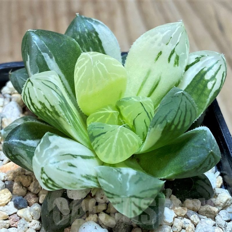 SH2101 Haworthia obtusa ‘Marin’ f. variegata