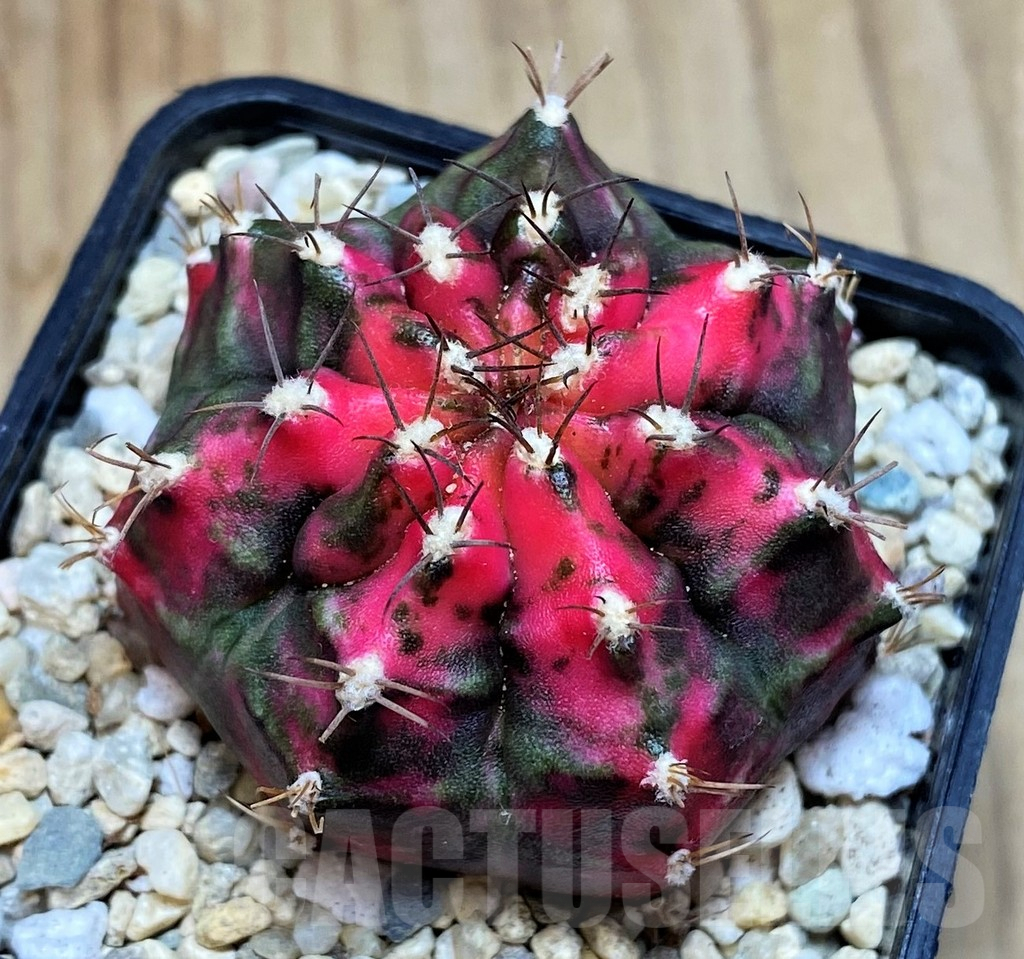 SH2150 Gymnocalycium mihanovichii ‘Sub Mongkol’