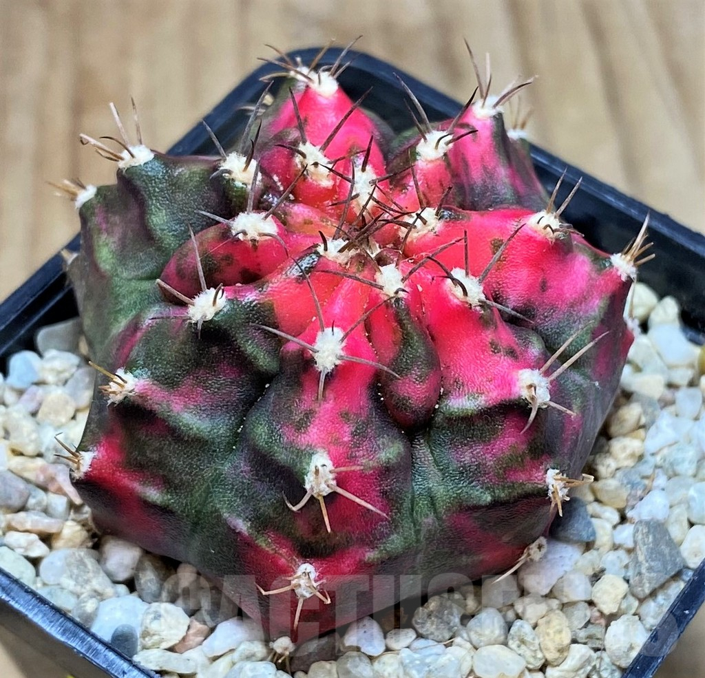 SH2150 Gymnocalycium mihanovichii ‘Sub Mongkol’ - Image 2