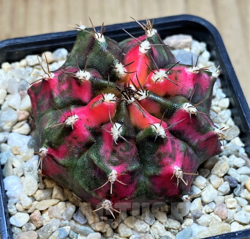 SH2151 Gymnocalycium mihanovichii ‘Sub Mongkol’ – Image 2