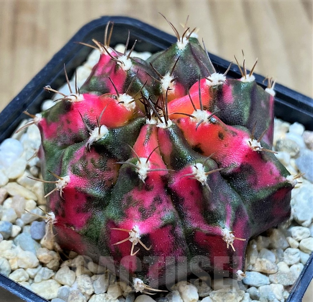 SH2151 Gymnocalycium mihanovichii ‘Sub Mongkol’