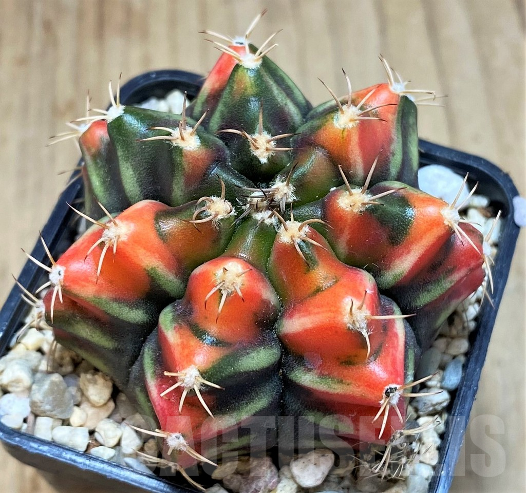 SH2152 Gymnocalycium mihanovichii ‘Sergent Gam’ - Image 2