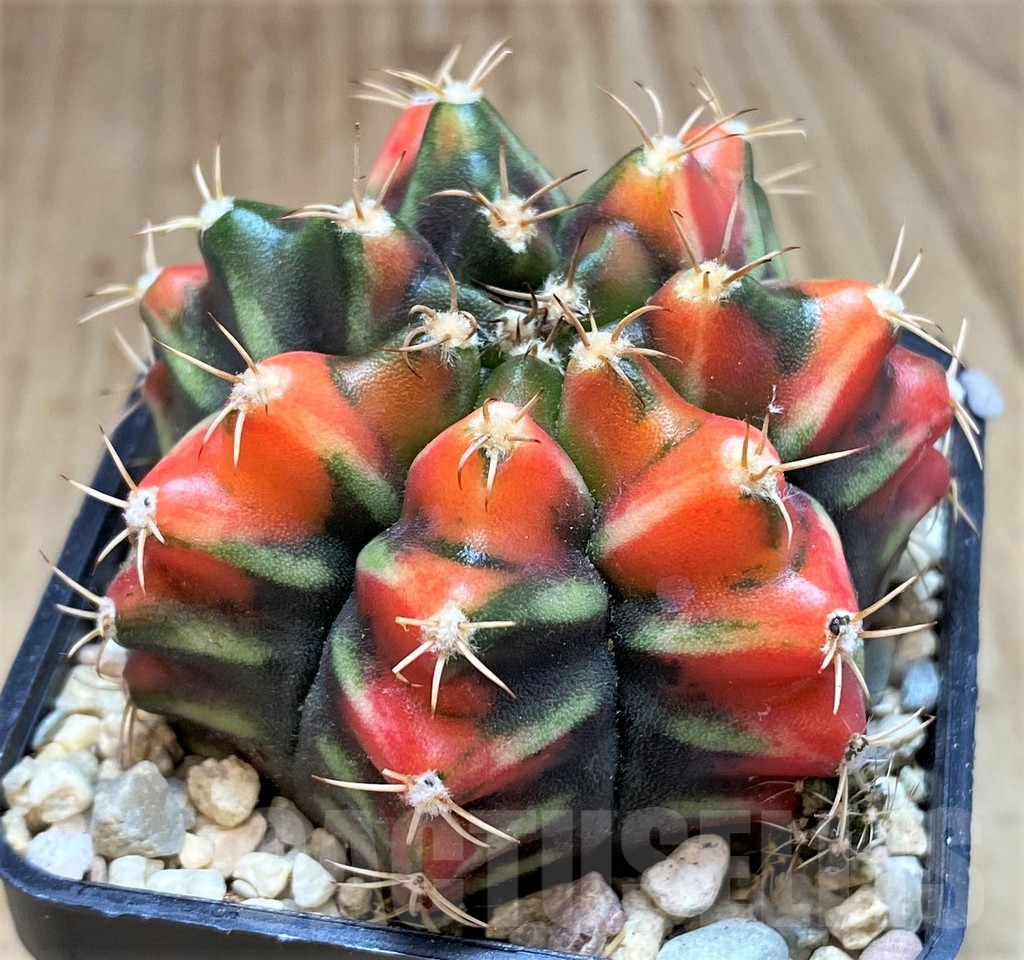 SH2152 Gymnocalycium mihanovichii ‘Sergent Gam’