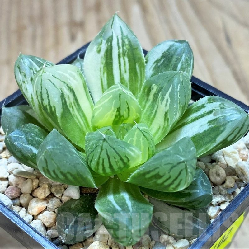SH2102 Haworthia obtusa ‘Marin’ f. variegata