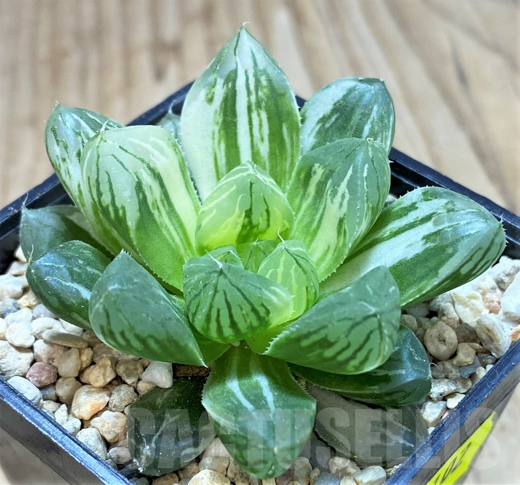 SH2102 Haworthia obtusa ‘Marin’ f. variegata
