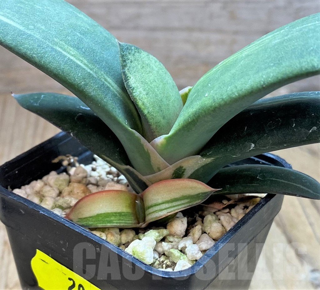 SH2097 Gasteria hybrid f. variegata - 画像 (3)