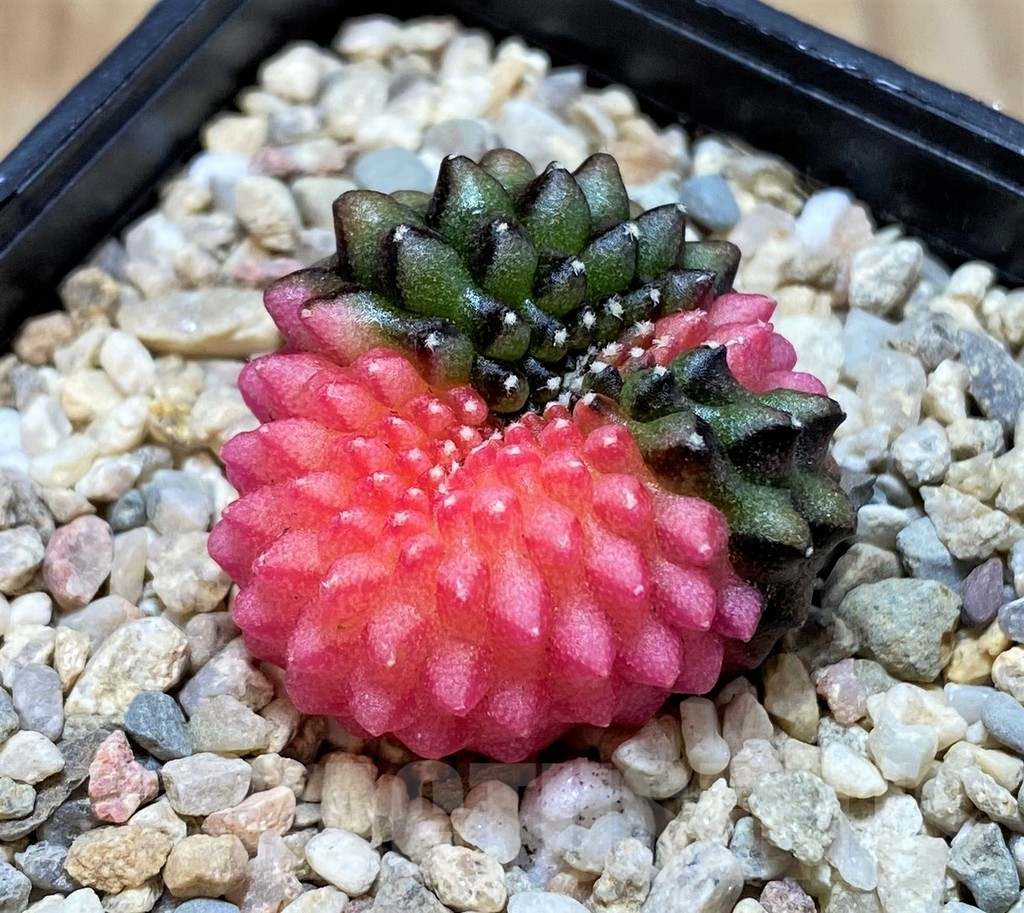 SH2103 Gymnocalycium mihanovichii ‘inermis’ f. variegata, cristata, seedling