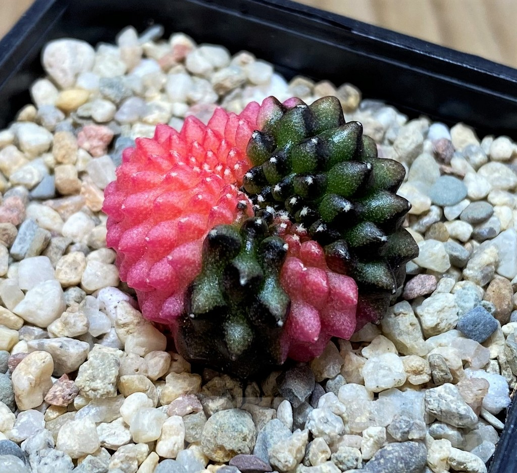 SH2103 Gymnocalycium mihanovichii ‘inermis’ f. variegata, cristata, seedling - Image 2