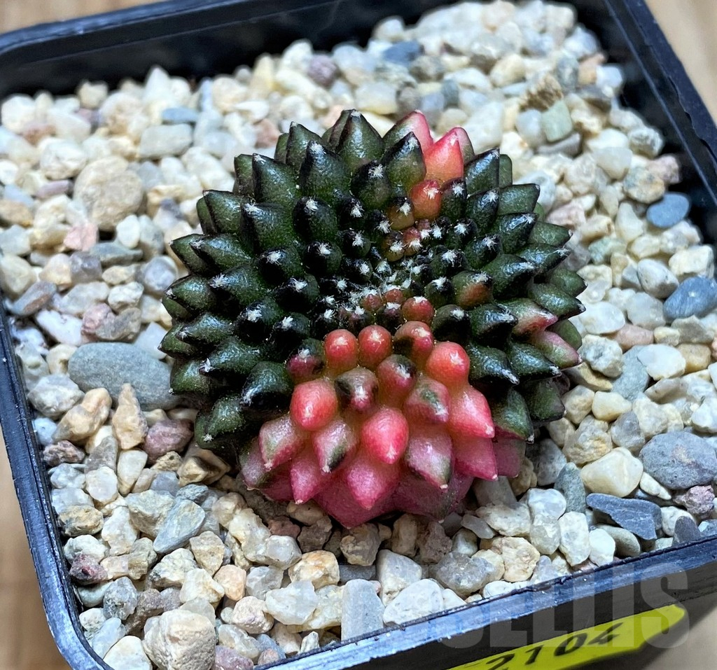 SH2104 Gymnocalycium mihanovichii ‘inermis’ f. variegata, cristata, seedling - Image 2