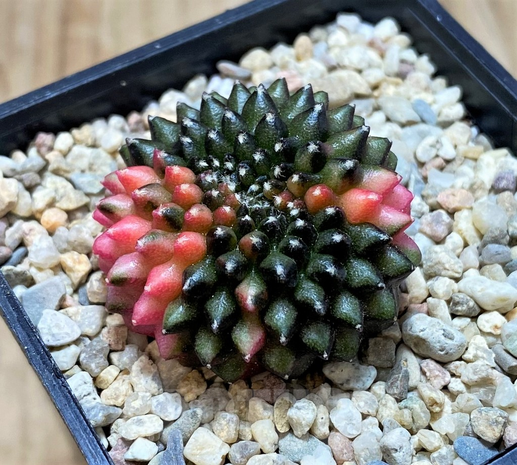 SH2104 Gymnocalycium mihanovichii ‘inermis’ f. variegata, cristata, seedling