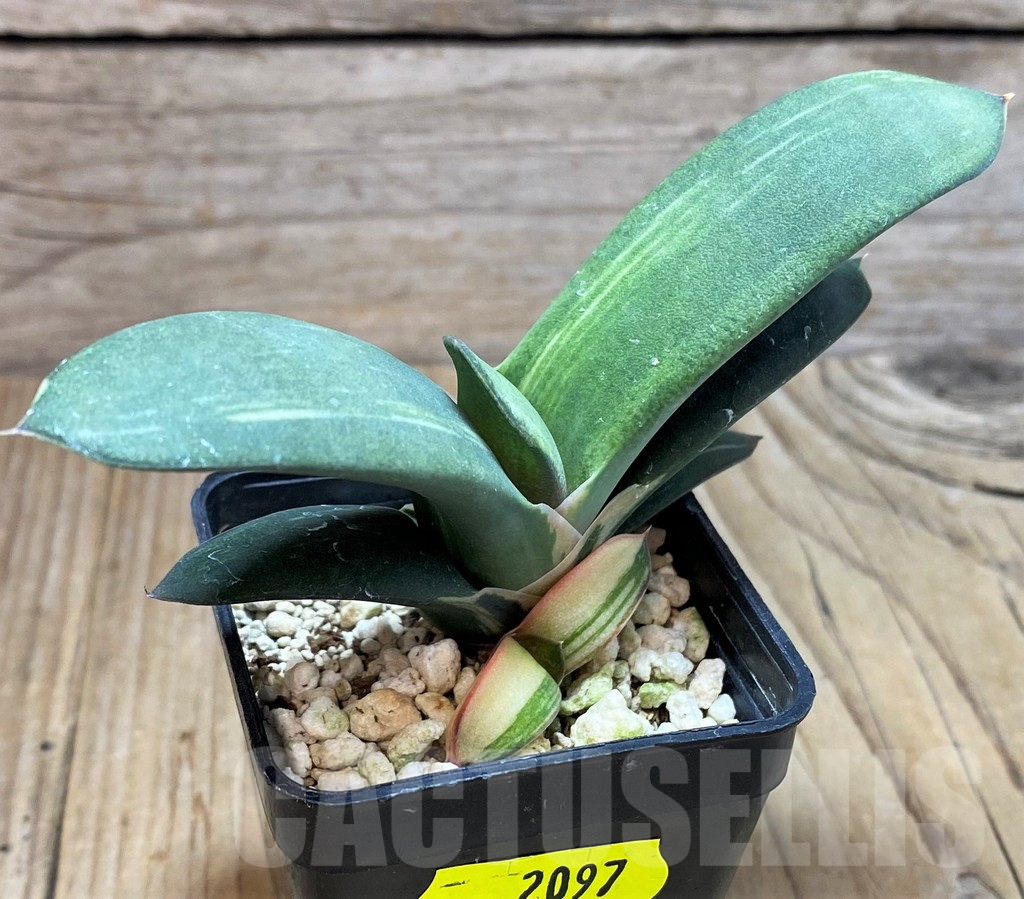 SH2097 Gasteria hybrid f. variegata - 画像 (2)