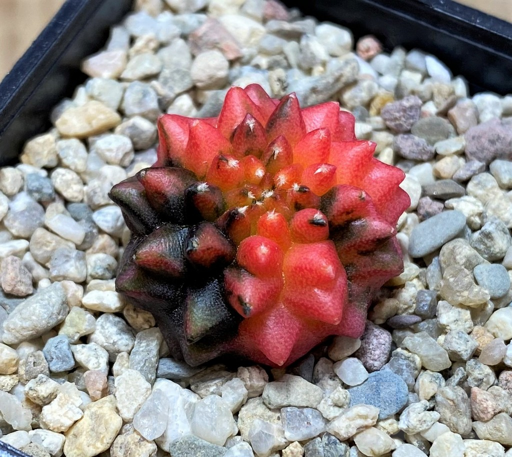 SH2106 Gymnocalycium mihanovichii ‘inermis’ f. variegata, seedling