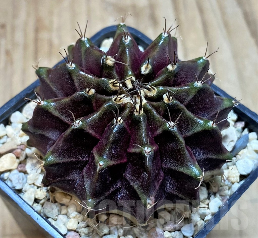 SH2107 Gymnocalycium ‘Black Widow’ x ‘Day Dream’, seedling