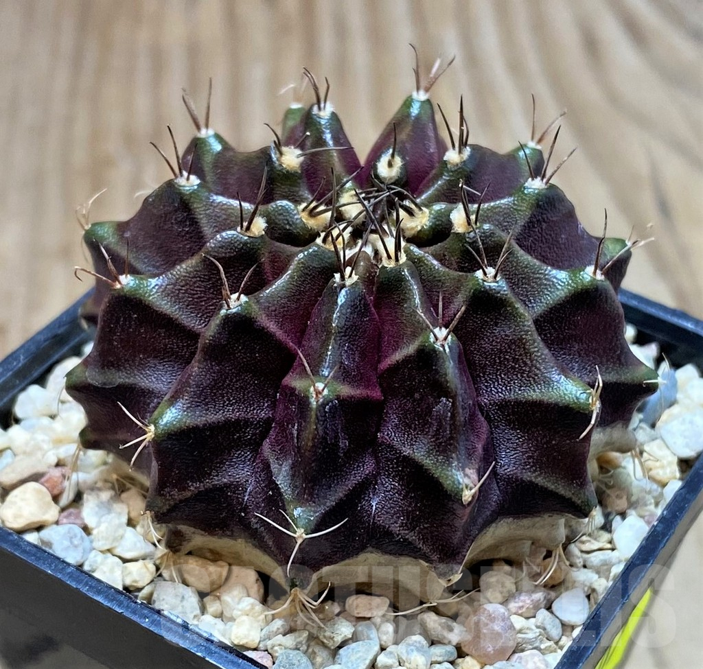 SH2107 Gymnocalycium ‘Black Widow’ x ‘Day Dream’, seedling - Image 2