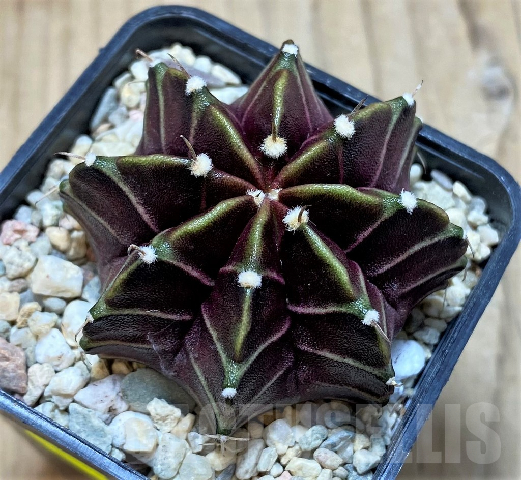 SH2108 Gymnocalycium ‘Black Widow’ x ‘Day Dream’, seedling - 画像 (2)
