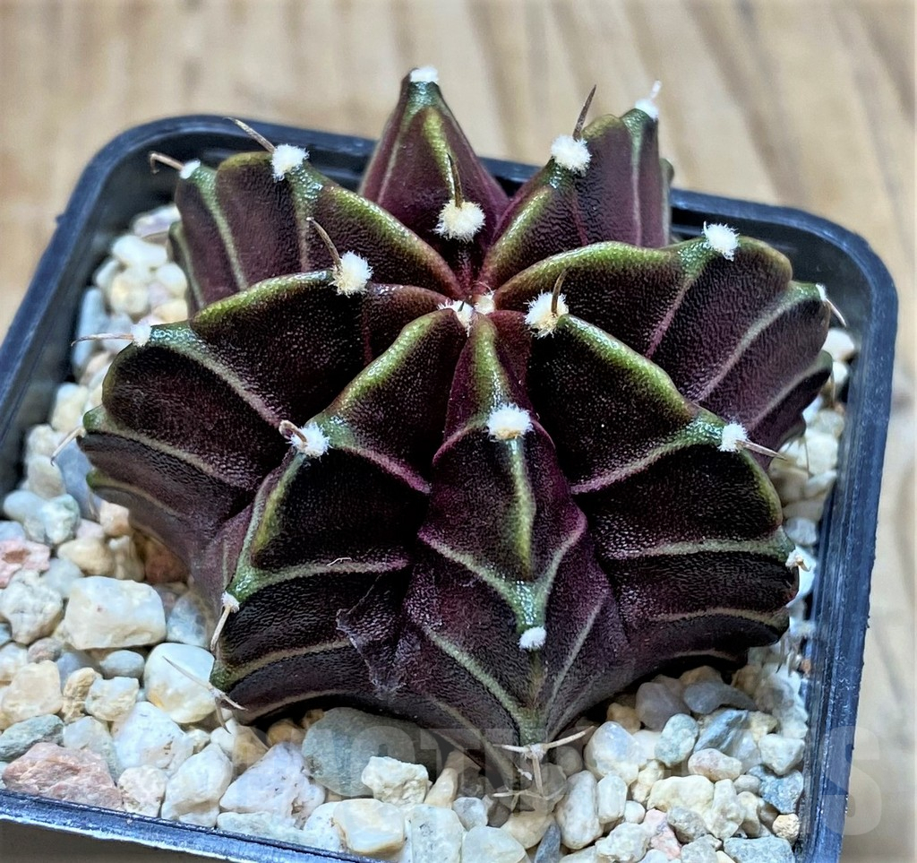 SH2108 Gymnocalycium ‘Black Widow’ x ‘Day Dream’, seedling