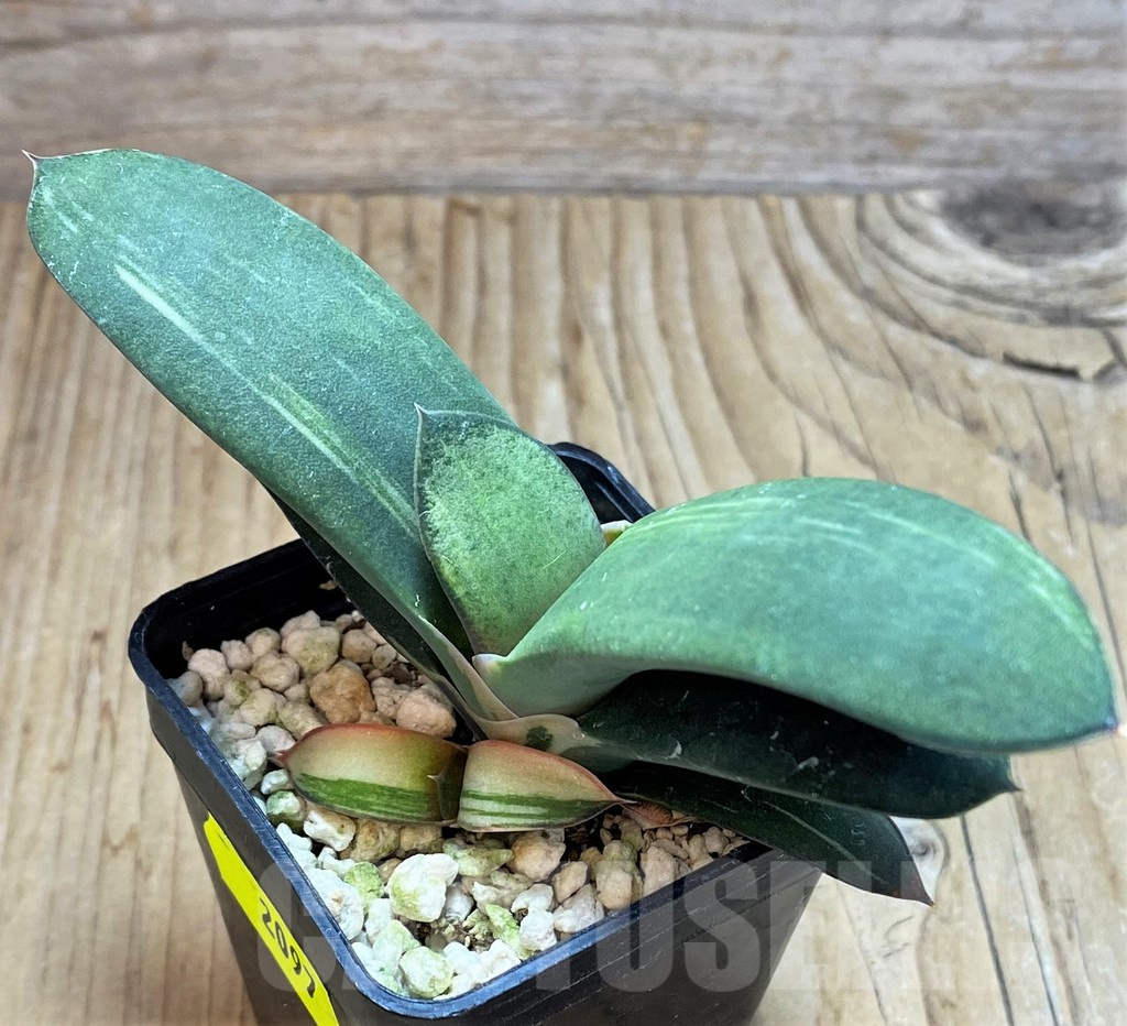 SH2097 Gasteria hybrid f. variegata