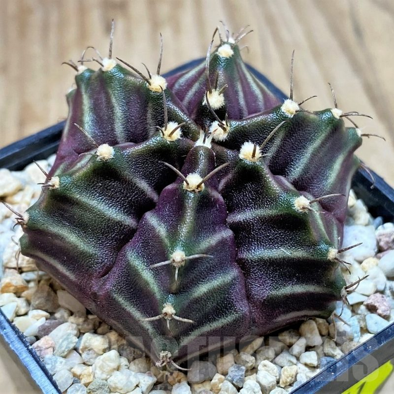 SH2111 Gymnocalycium mihanovichii 6-ribs, seedling