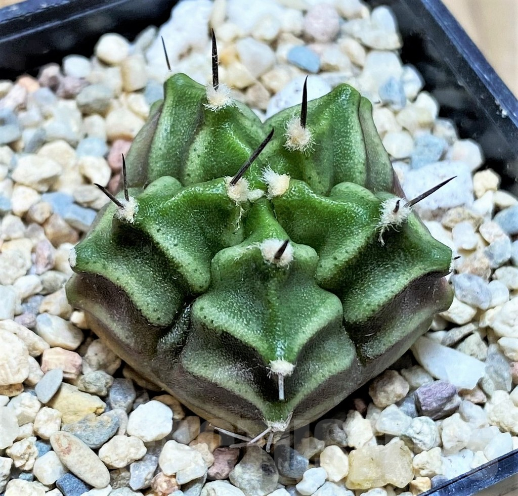 SH2113 Gymnocalycium mihanovichii 5-ribs, seedling