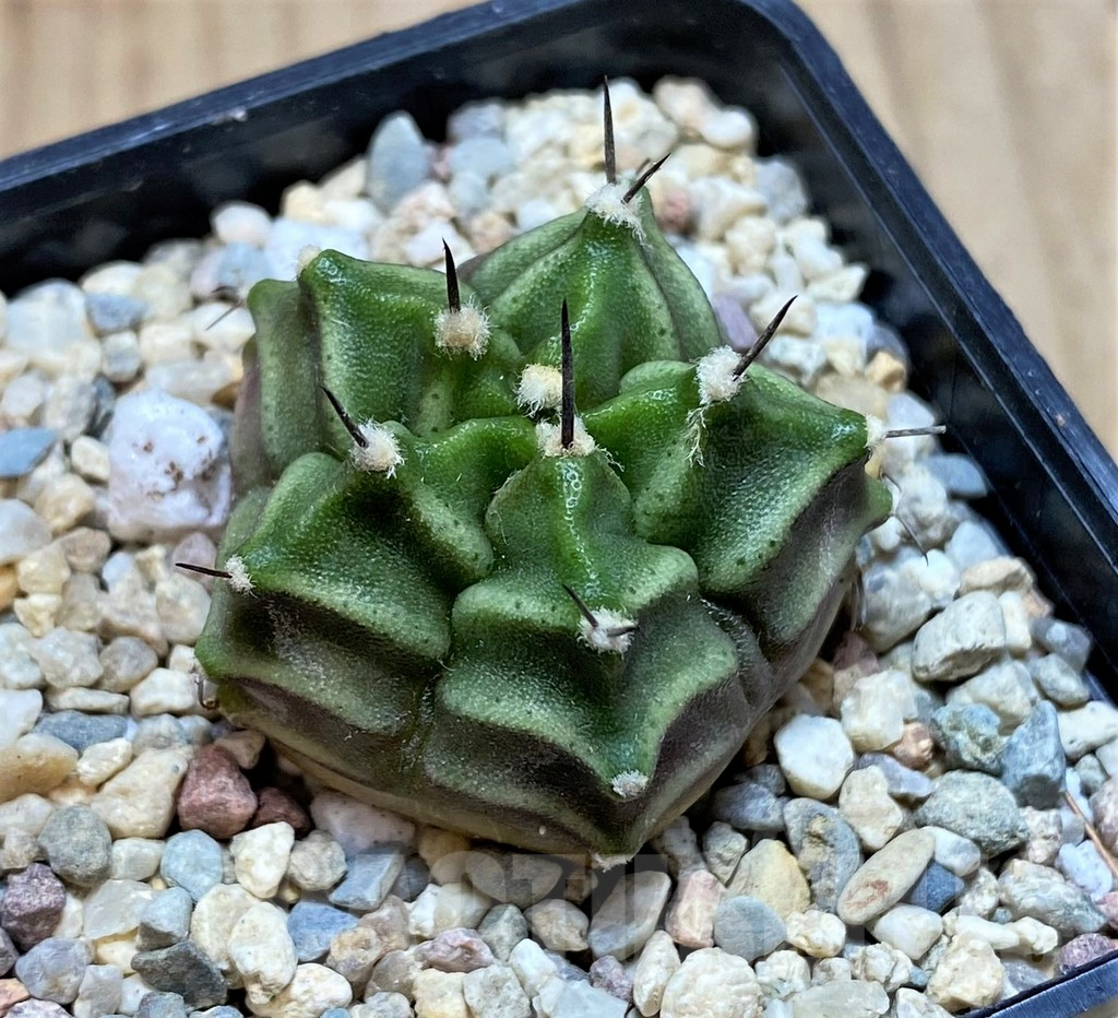 SH2113 Gymnocalycium mihanovichii 5-ribs, seedling - Image 2