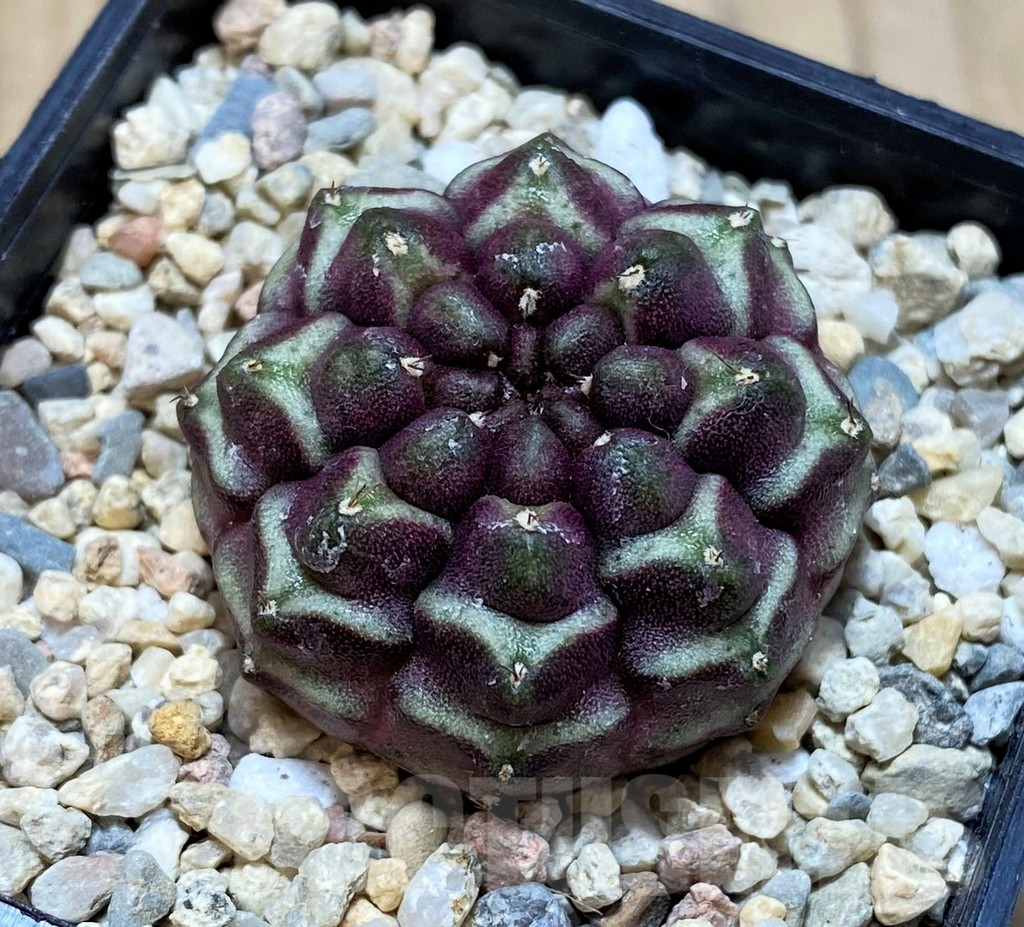 SH2116 Gymnocalycium mihanovichii ‘Day Dream’, seedling - Image 2