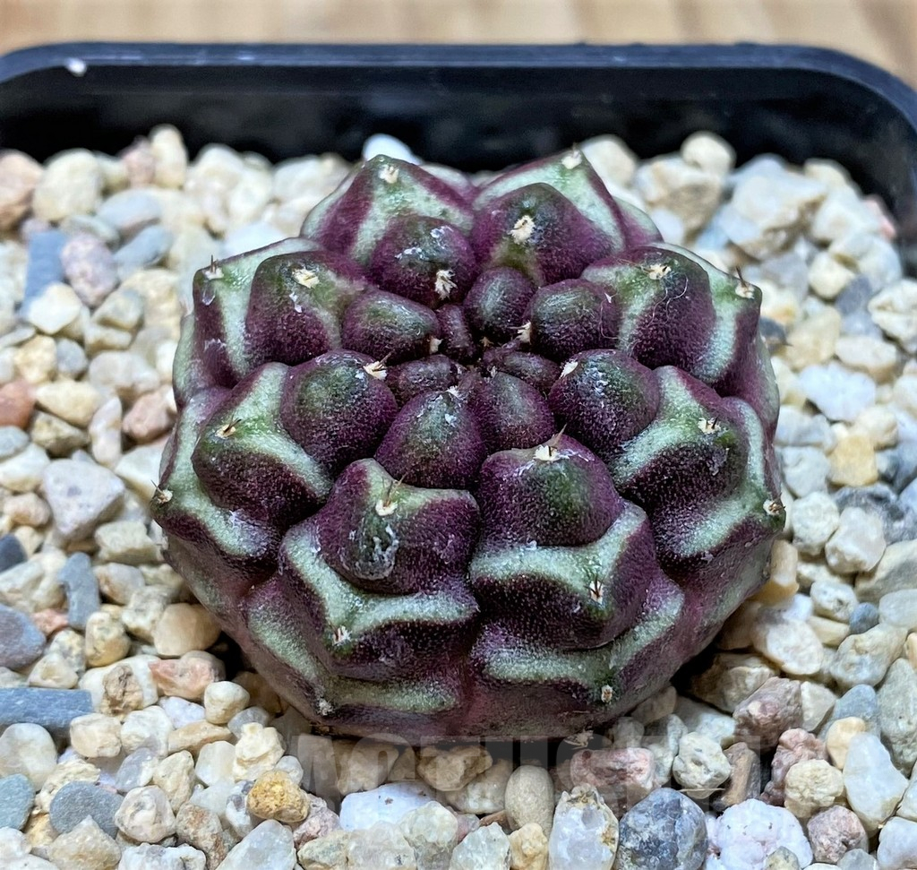 SH2116 Gymnocalycium mihanovichii ‘Day Dream’, seedling